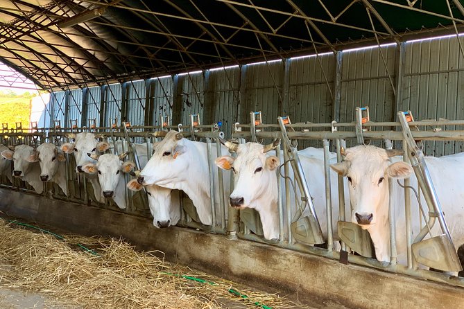Visit Chianina Organic Farm With Bistecca Beef Lunch