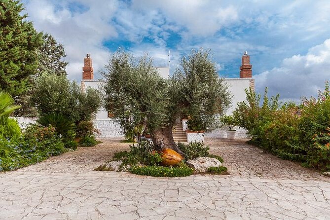 Visit Olive Grove in Ostuni With Oil Tasting