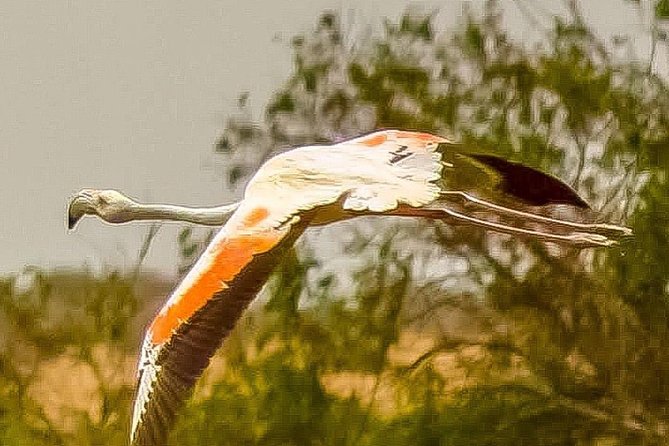 Visit the Souss Massa National Park Including Lunch From Agadir