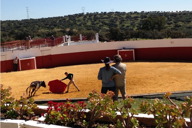 Visit to a Brave Bull Farm in Andalusia