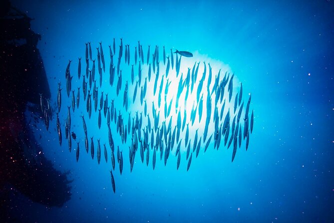 Waikiki Sunset Night Dive Adventure – Certified Divers ONLY
