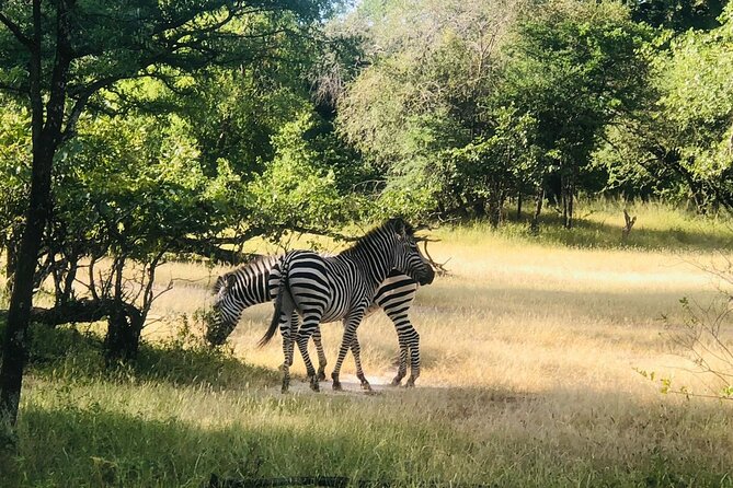 Walking Safari - Exploring the Untamed Wilderness