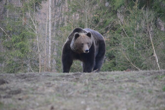 Watching Brown Bear Experience and Gulyas Taste From Brasov