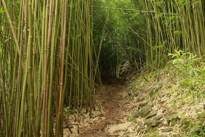Waterfall and Rainforest Adventure
