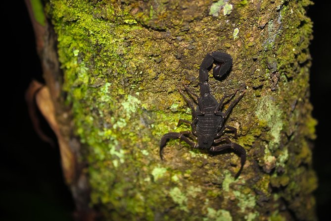 Welcome To the Jungle 5D/4N At Tapiri Rio Negro Lodge - Accommodation Details