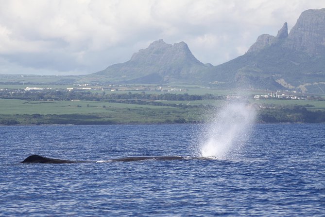 Whale and Dolphin Watching Private Boat Tour From Mauritius