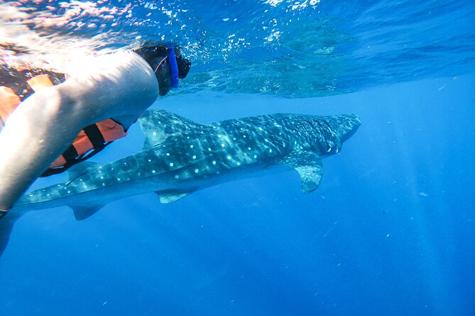Whale Shark Adventure in Isla Mujeres and Cancun - Overview and Recommendations