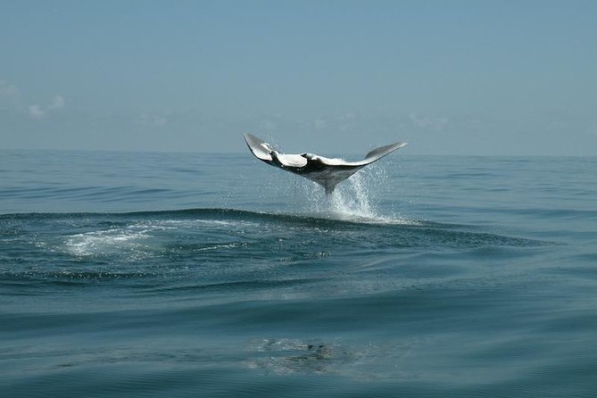Whale Shark and Snorkeling Adventure From Isla Holbox