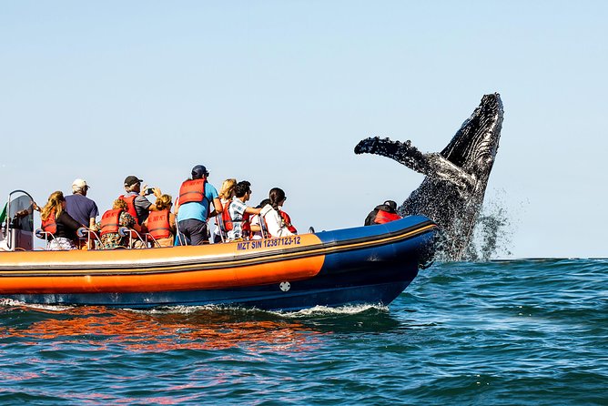 Whale Watching