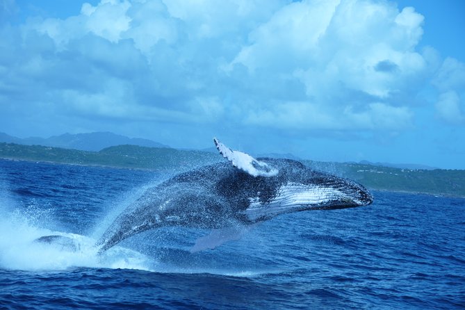 Whale Watching and Bacardi Island Day Trip From Punta Cana - Tour Overview