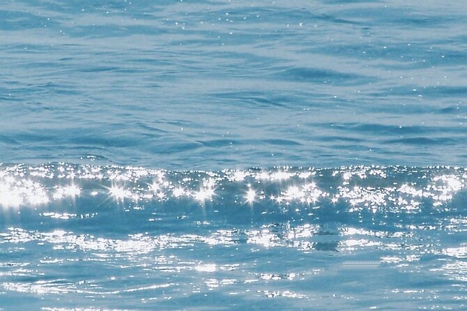 Whale Watching Cruise From Newport Beach