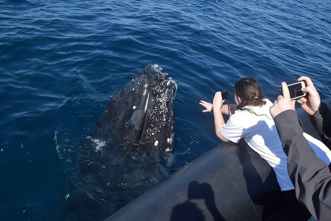 Whale Watching Day Trip From Punta Cana – Pick Up in Your Hotel.