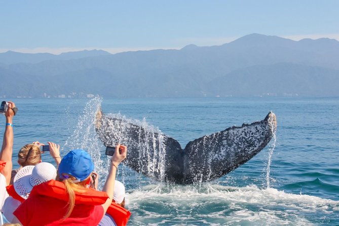 Whale Watching Experience