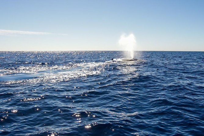 Whale Watching in Cabo San Lucas on Board Our Luxury Trimaran! - Overview of the Experience