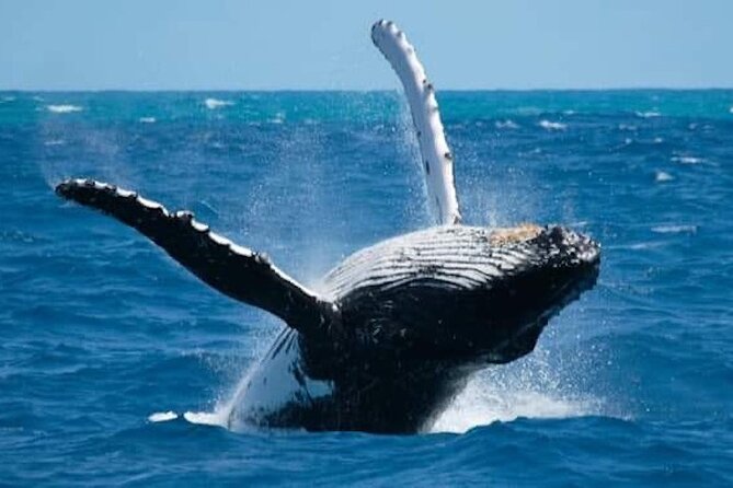 Whale Watching Kelly