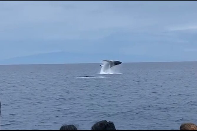 Whale Watching on Big Island