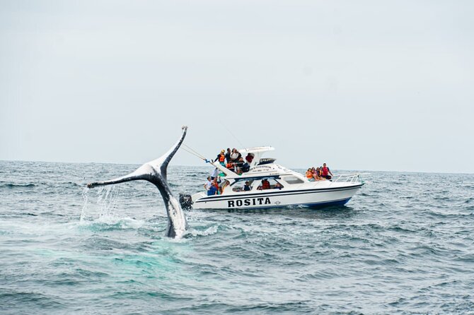 Whale Watching Tour and Visit to Isla De La Plata