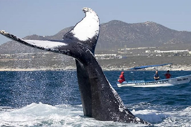 Whale Watching With Hydrophones! Hear the Whales! - Activity Overview