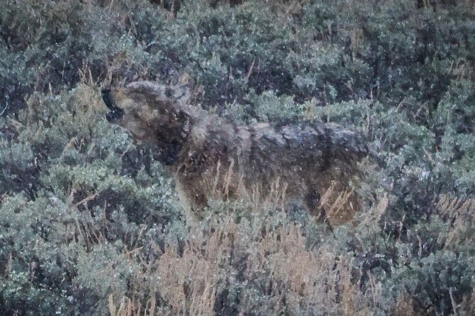 Wildlife Hiking Adventure in Yellowstone With Lunch
