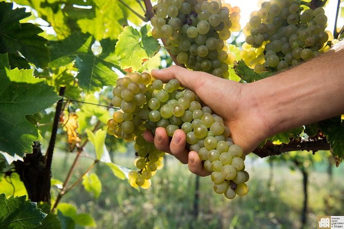 Wine Class and Tasting in Milan – Small Group