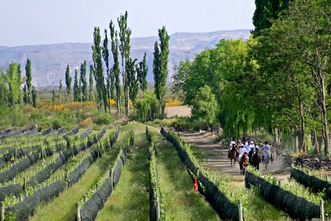 Wine Paths - Meeting the Winemakers