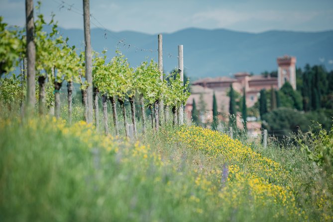 Wine Tasting and Visit to the Medieval Wine Cellar in Friuli