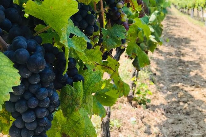 Wine Tour Konavle