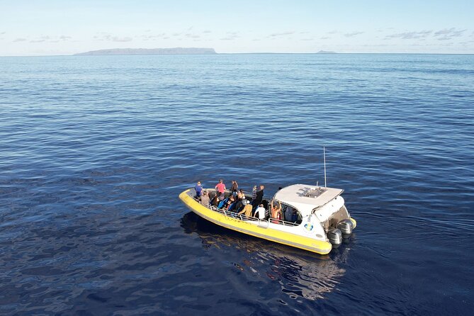 Winter Whale Watching Adventure in Kauai - Overview of the Winter Whale Watching Tour