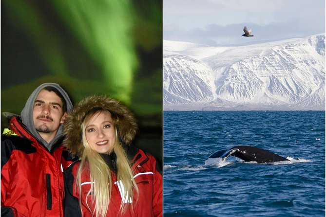 Winter Whale Watching & Northern Lights Cruise | Combo From Reykjavik - Tour Overview