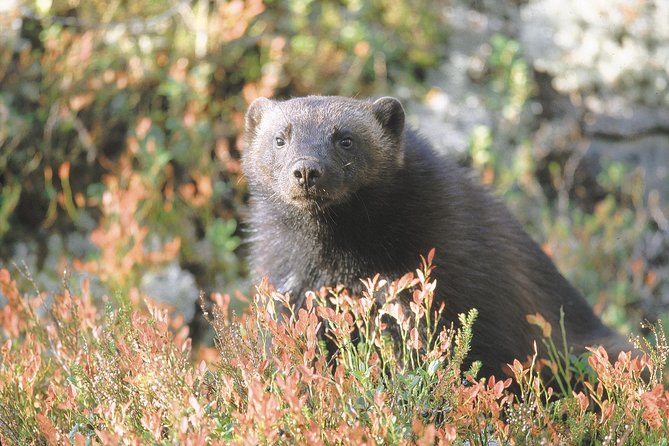 Wolverine Photography in Summer