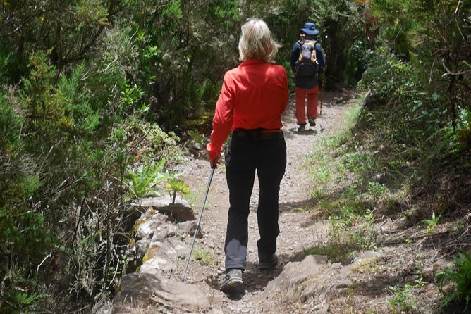 Wonderful Hike Through the Magic Forest of Tenerife
