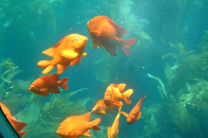 Yellow Semi-Submarine Tour of Catalina Island From Avalon