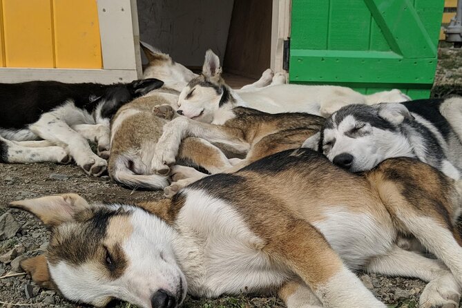 Yukon Husky Puppy Play Time & Summit Tour