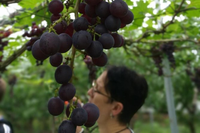 Zhujiajiao Water Town Private Tour With Local Farm Visit and Fruit Picking