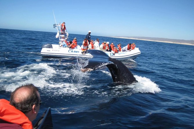 Zodiac Whale-Watching Adventure in Los Cabos