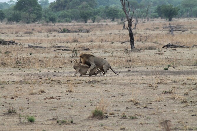 2-Day Private Mikumi National Park Tour With Pickup - Good To Know