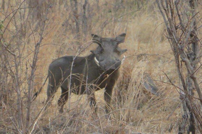 2-Day Safari to Ruaha National Park - Safari Overview