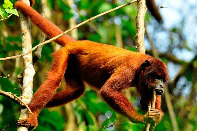 2 Days 1 Night – Peruvian Tambopata Jungle - About Your Stay