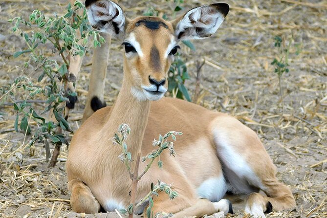 2 Days /1 Night Safari to Mikumi - Good To Know