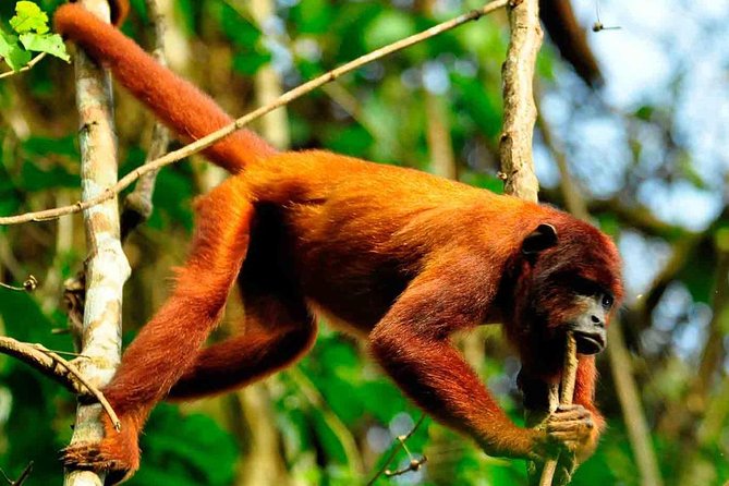 2 Days 1 Night - Tambopata Jungle - About Your Stay