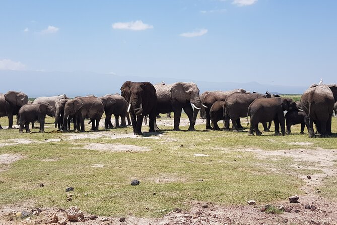 2 Days Amboseli Park Overnight Private Safari - Good To Know