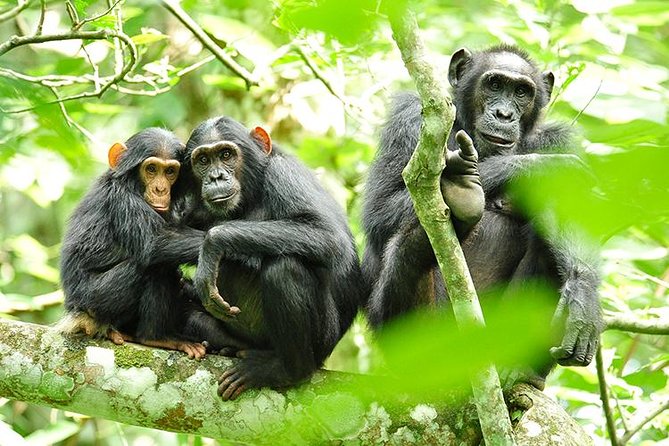 2 Days Chimpanzees Trekking Tour and Canopy Walk Adventure - Good To Know