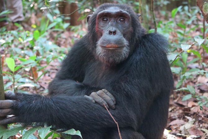 2 Days Chimpazee Safari in Kibale Forest Park Uganda. - Good To Know