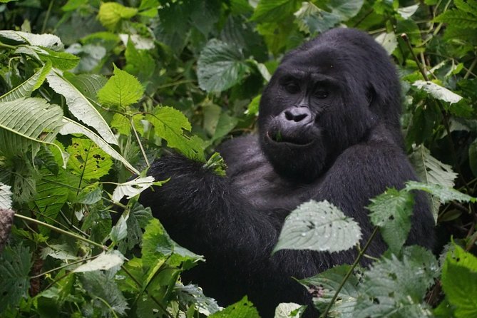 2 Days Gorilla Trekking Uganda - Good To Know
