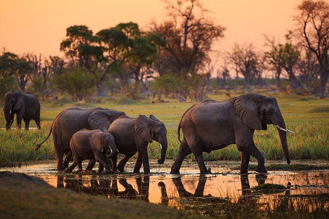 2 Days Majestic Tanzania Safari Tarangire and Ngorongoro Crater - Explore Tarangire National Park