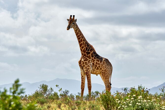 2 Days Mikumi Private Safari From Zanzibar With Accommodation - Good To Know