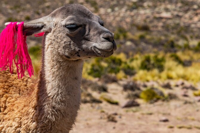 2 Days of Natural Experience in the Colca Canyon - About Your Stay
