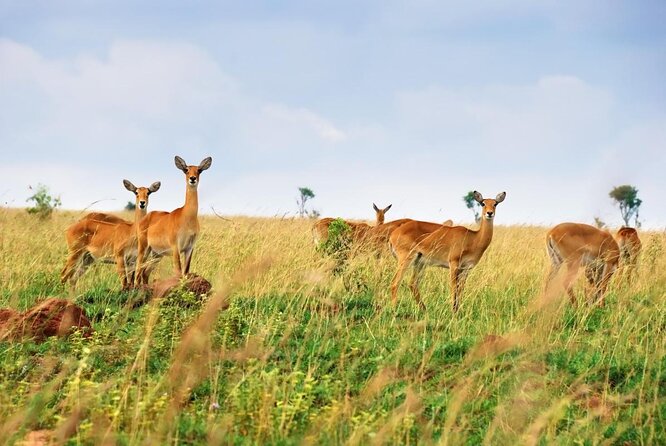 2 Days Safari to Queen Elizabeth National Park With Cruise - Good To Know