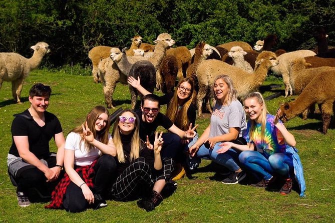 2-Hour Alpaca Farm Experience in Kenilworth - Good To Know