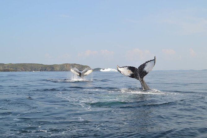 2 Hour Boat Tour in Twillingate - Good To Know